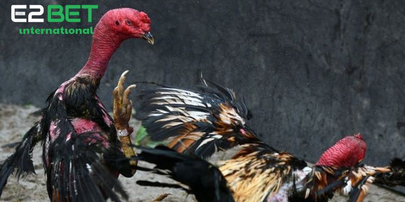 Sơ lược về các thuật ngữ đá gà thomo