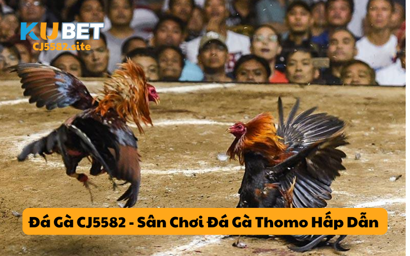 Giới thiệu tổng quan đá gà CJ5582