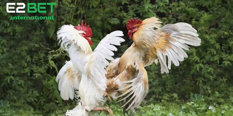 Ưu điểm khi cắt tai tích cho gà chọi